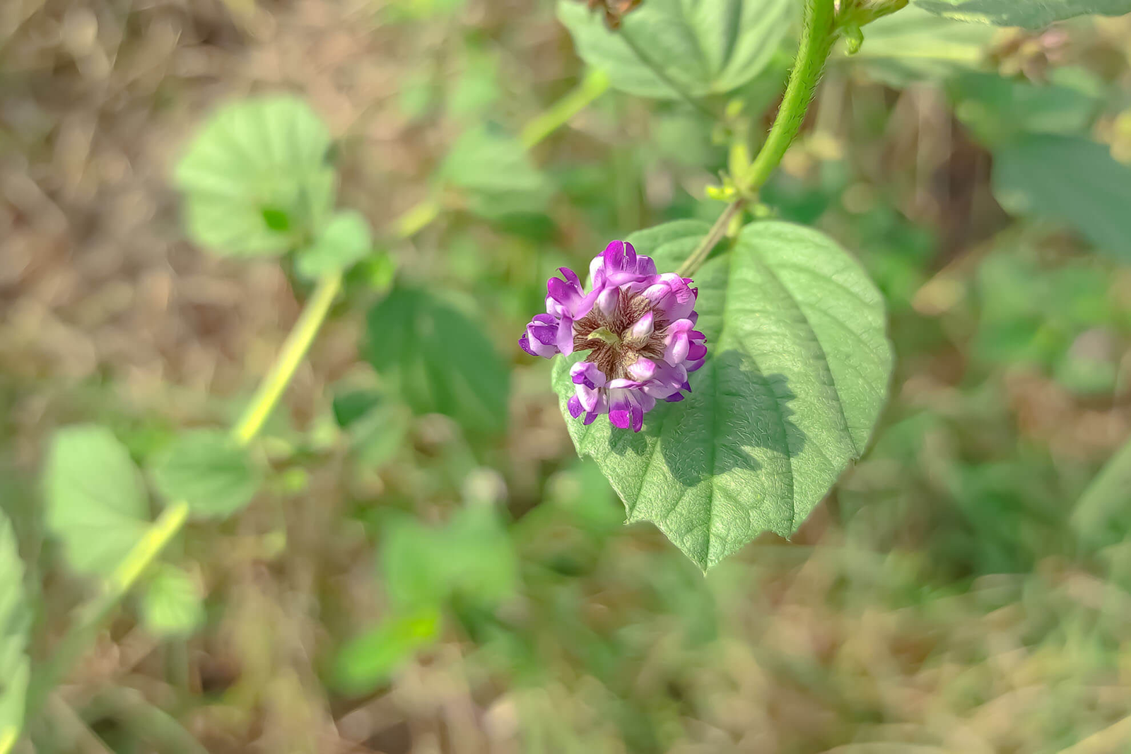 Bermula dari pengertiannya, sepertinya banyak yang belum mengetahui. Bakuchiol adalah senyawa aktif yang diekstrak dari tanaman psoralea corylifolia. Dalam dunia kecantikan, bakuchiol sering disebut sebagai alternatif alami retinol. Bedanya, bakuchiol cenderung lebih lembut dan cocok untuk kulit sensitif, termasuk area ketiak yang lebih tipis dan rentan iritasi.